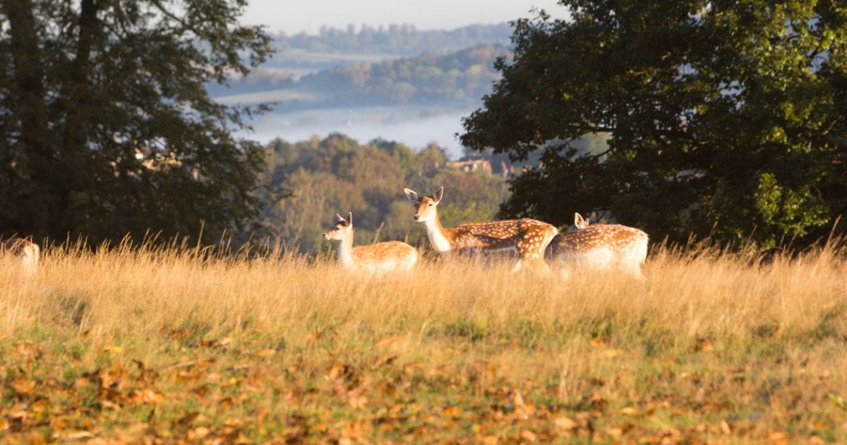 Deer roaming the grounds of Knole Park Sevenoaks