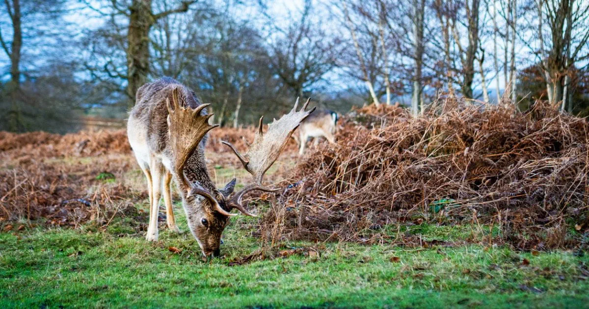 Fallow deer grazing at Knole Park Sevenoaks