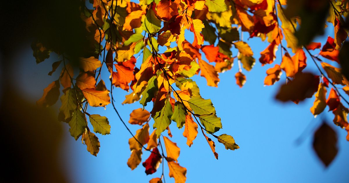 Beech leaves in St Albans