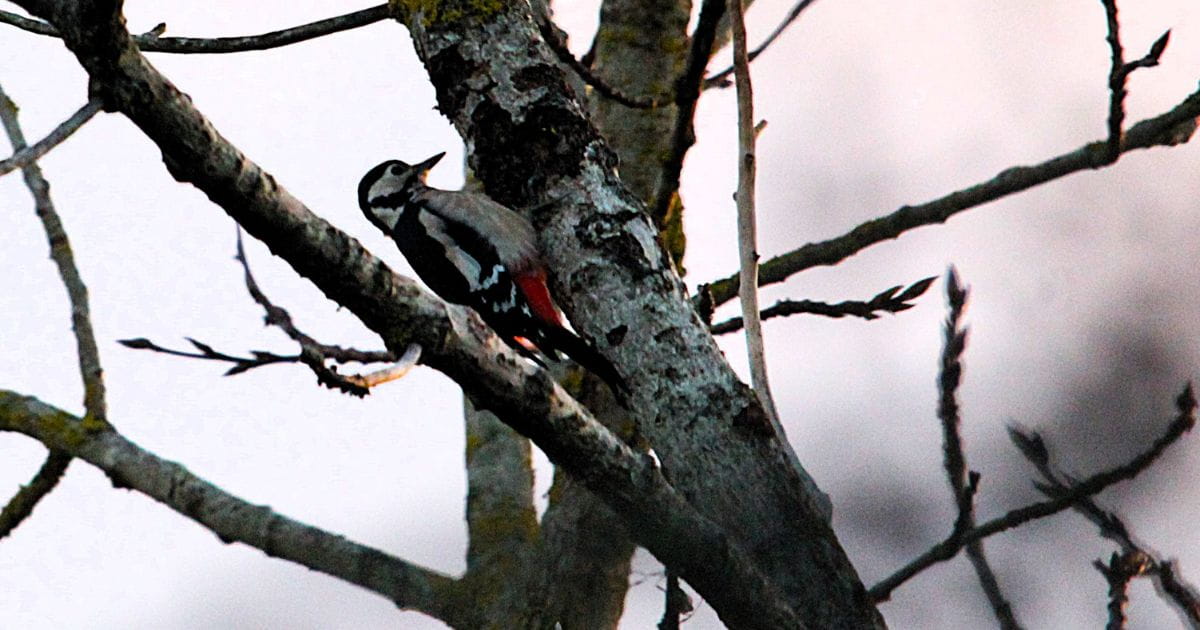 Great Spotted Woodpecker St Albans
