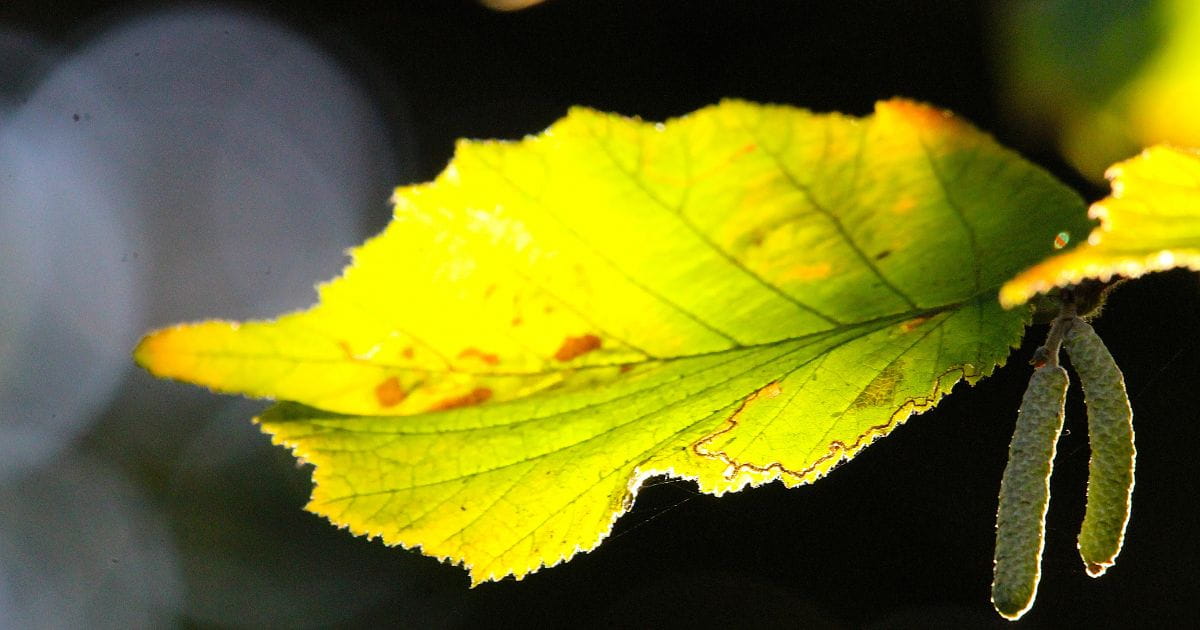 Hazel leaf