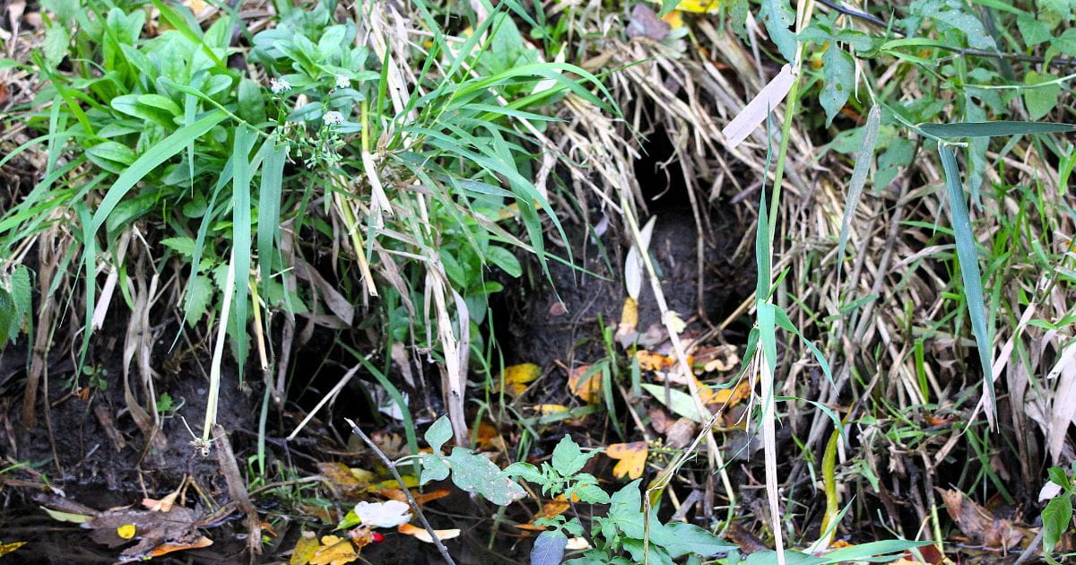 Water vole burrows