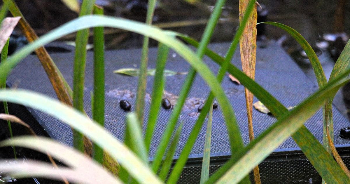 Water vole droppings