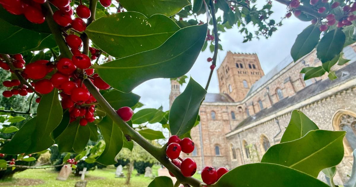 Winter holly berries in the grounds of St Albans cathedral
