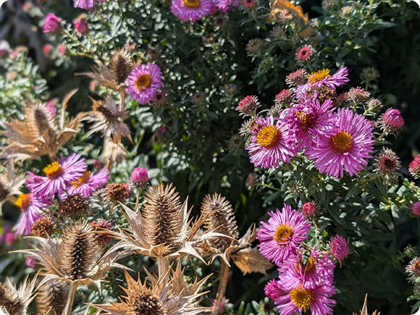 Cambridge Botanic Garden