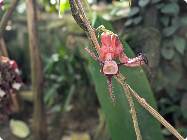 Cambridge Botanic Garden