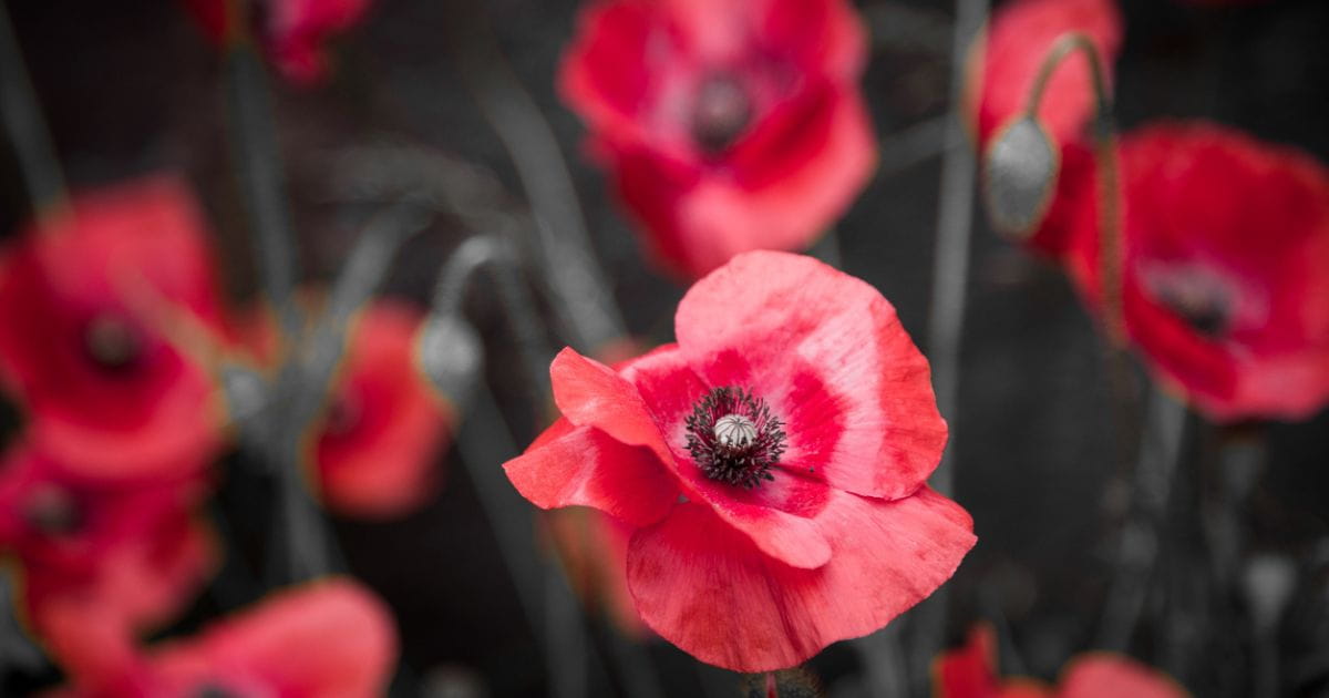 Events in Harpenden Remembrance Day Parade