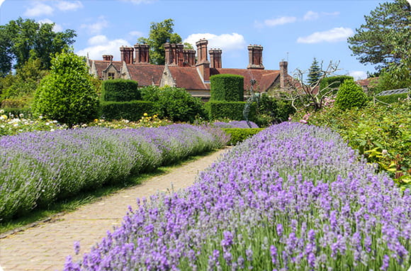 Garden of lavender plants