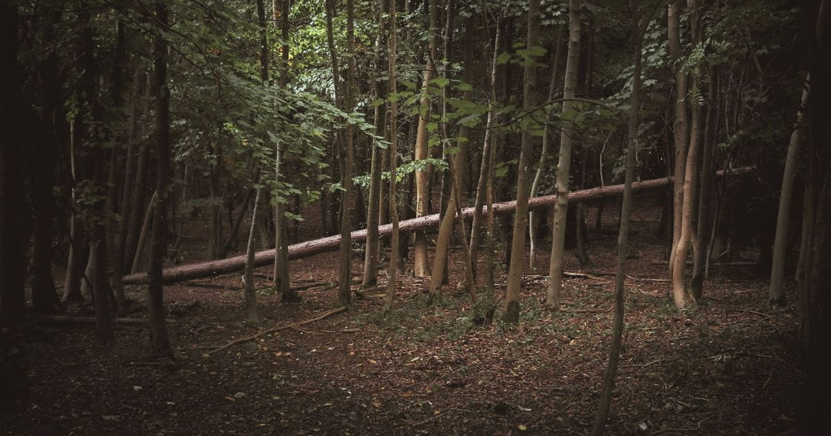 Moody image of a forest