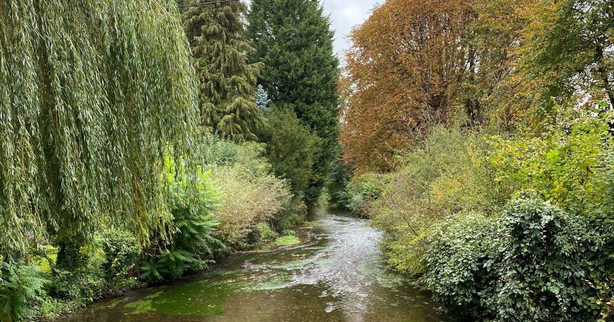 View of willow trees and a pond on a countryside walk near London