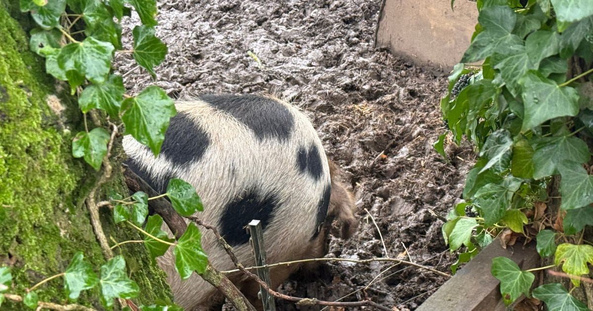 The Nickey Line pig encounter