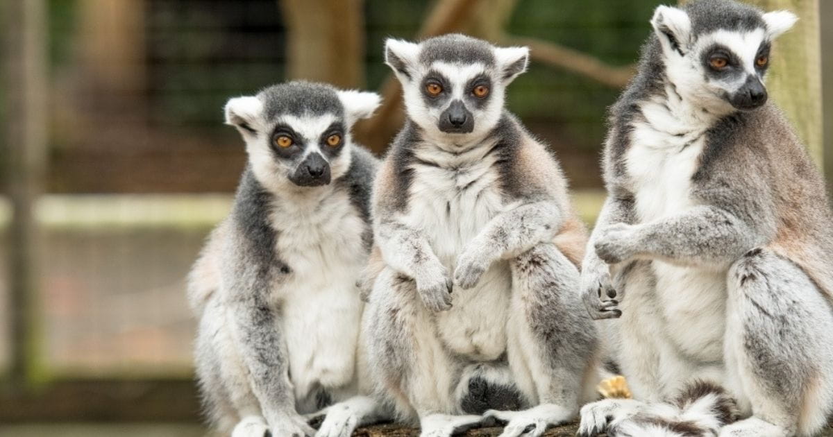 Battersea Park Children's Zoo family day out ideas