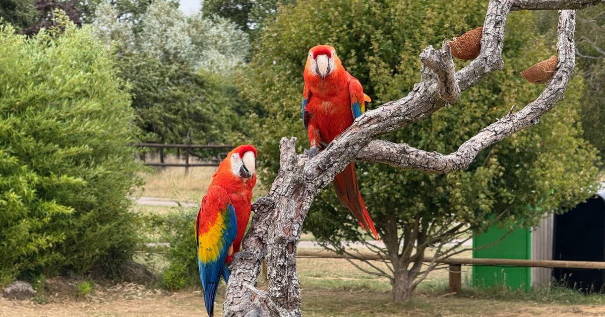Colourful parrots at Whipsnade Zoo