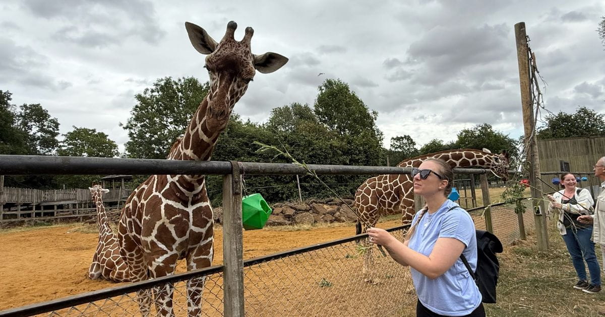 Feeding the giraffes zoo experience