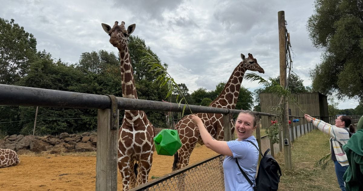 Zoo experience feed the giraffes at Whipsnade Zoo