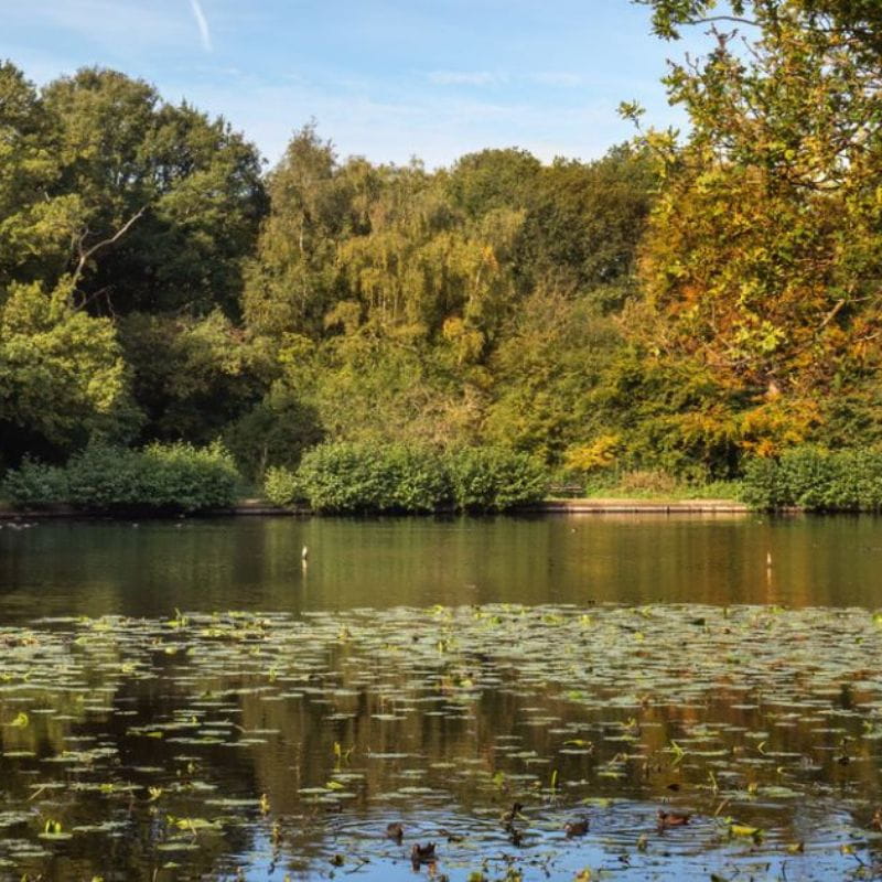 Wimbledon Common