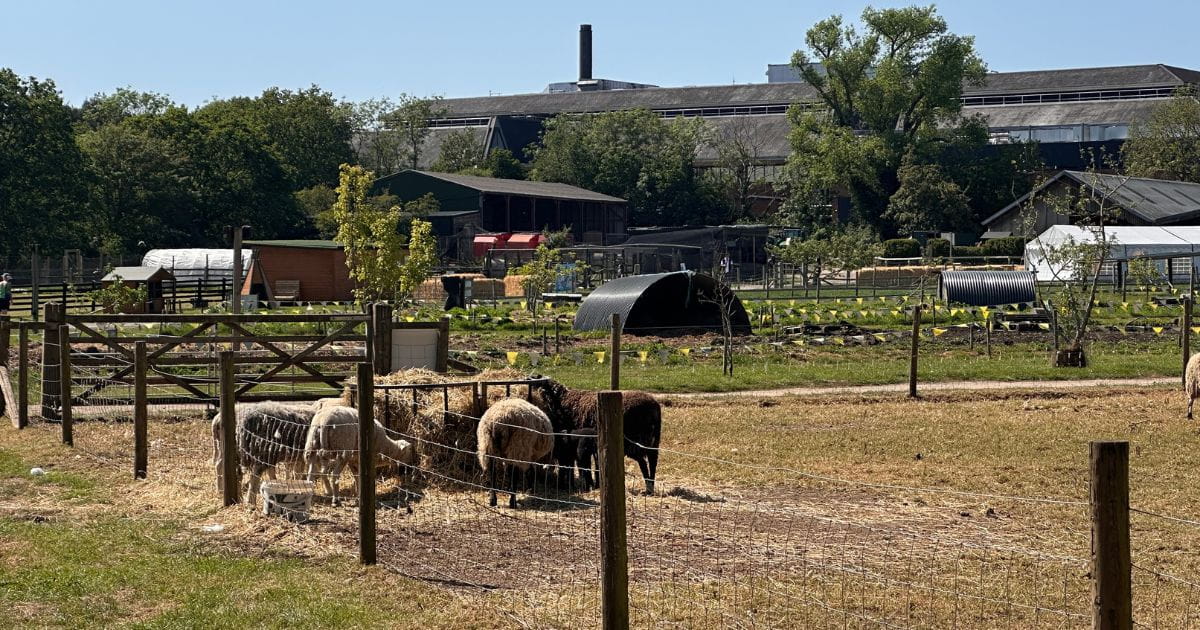 Aldenham Country Park farm animals things to do with kids
