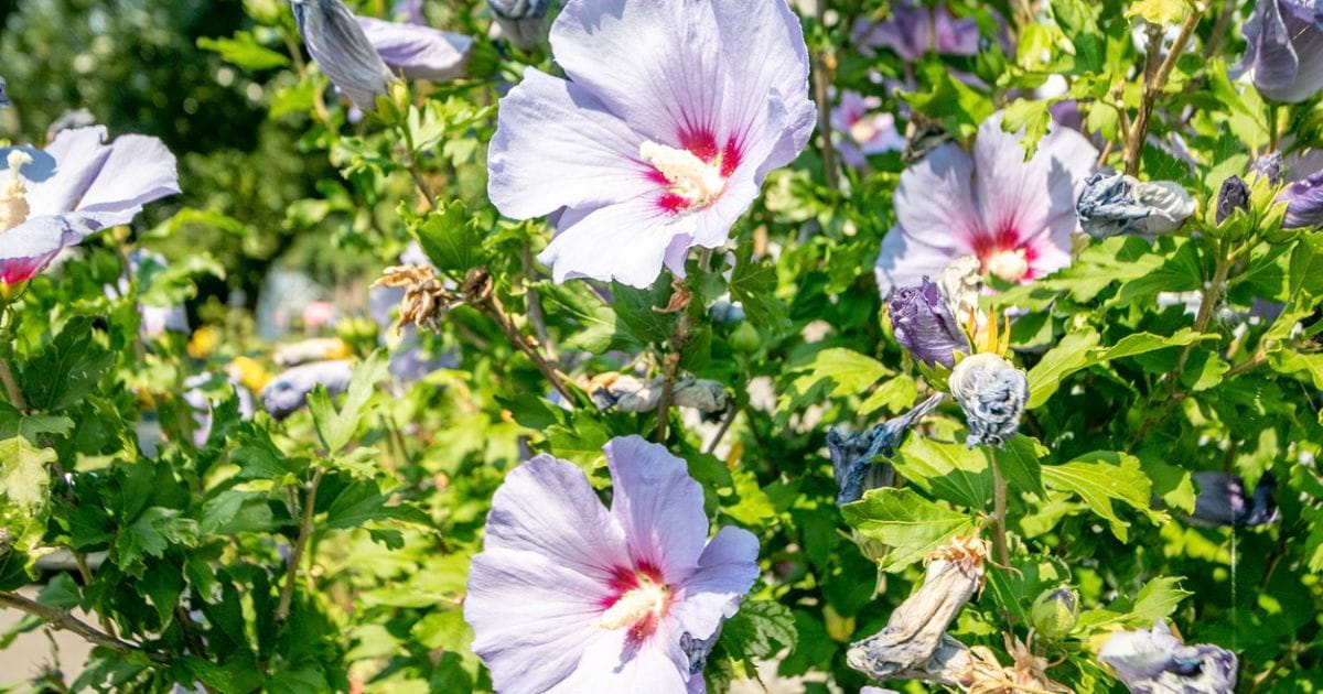 Beautiful flowers in the World Garden in Eynsford Kent
