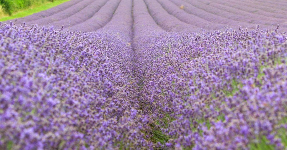 Castle Farm lavender field in Eynsford Kent