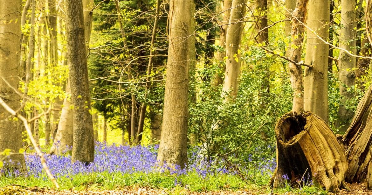 Lullingstone Country Park near Eynsford Kent