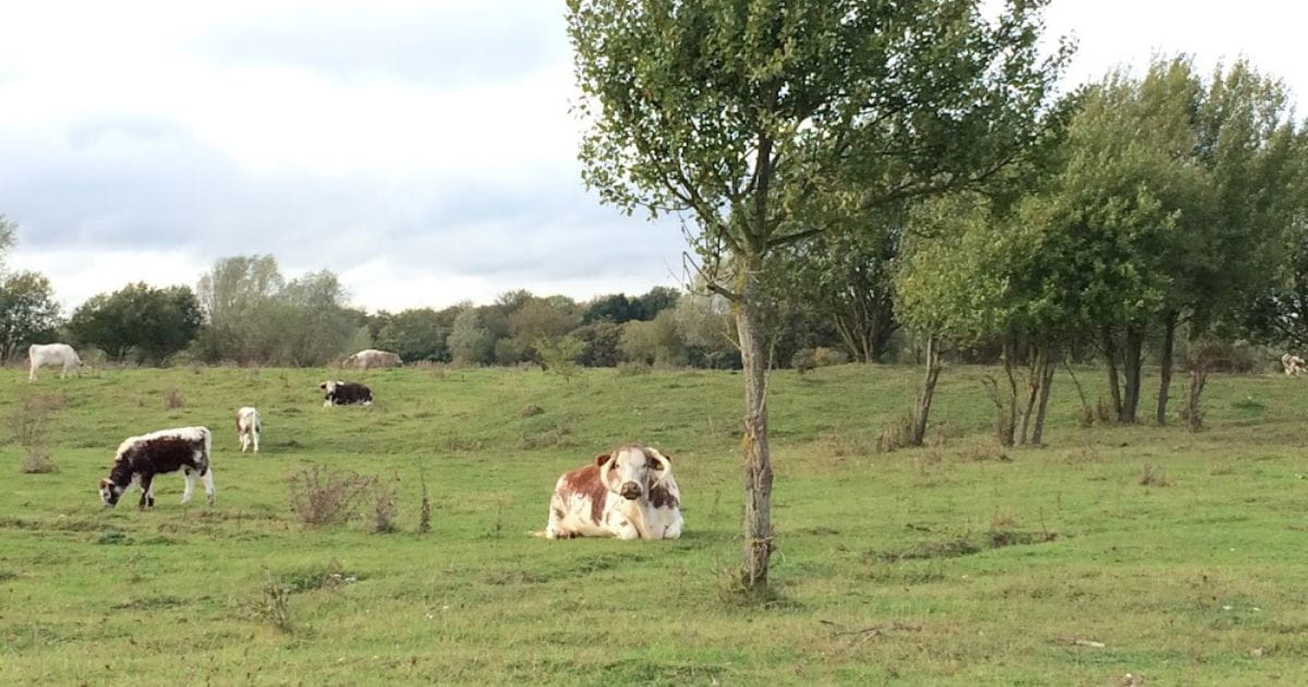Ellenbrook Fields Hatfield parks