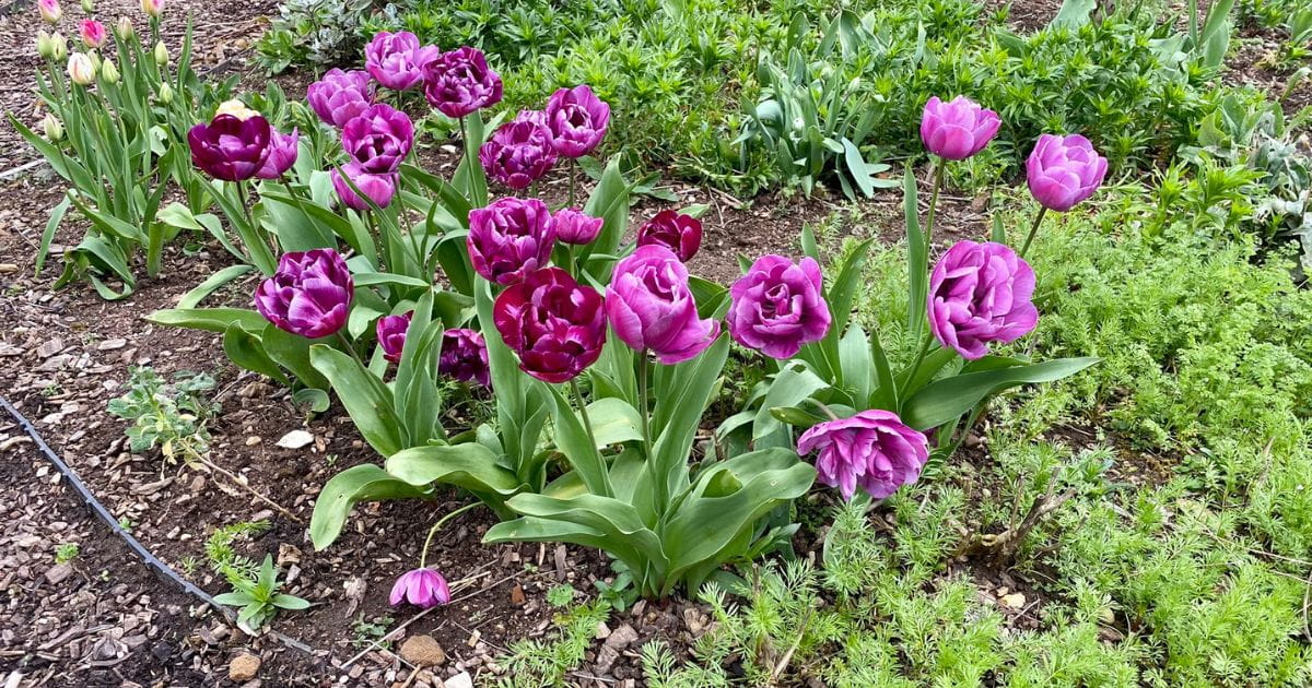 Hatfield House and Gardens West Garden