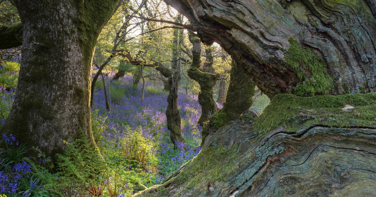 Nature woodland bluebells