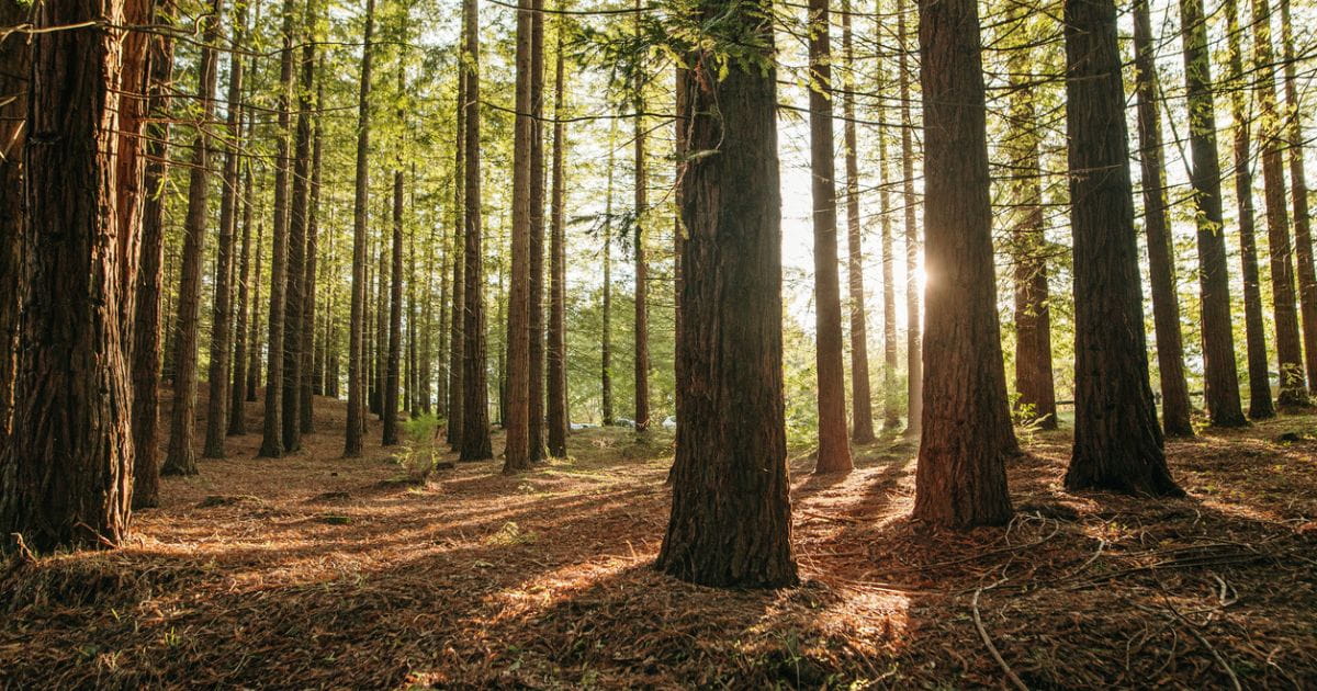 Woodland parks nature