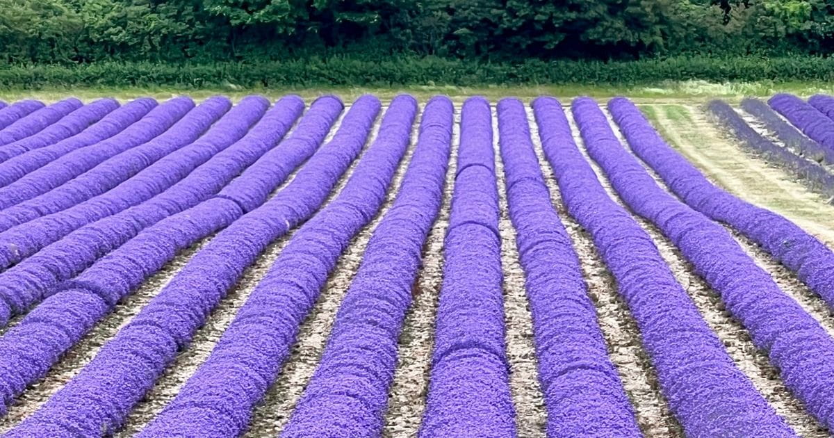 Castle Farm Lavender