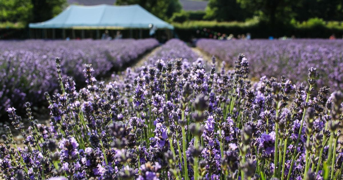 Lavender fields pick your own things to do in Kent countryside
