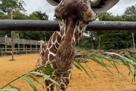Whipsnade Zoo Hero
